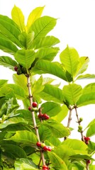 Fresh Green Leaves with Red and Green Fruits in Natural Setting