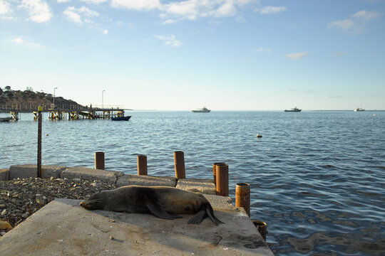 Seal sleeping on a jetty