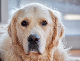 Close-up of Adult Golden Retriever with light-coloured fluffy fur