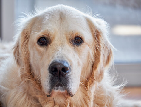 Close-up of Adult Golden Retriever with light-coloured fluffy fur