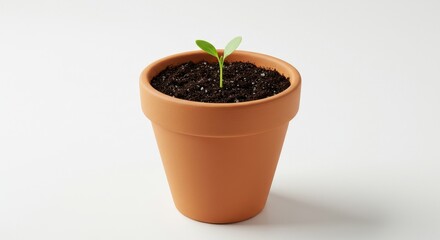 Small plant in terracotta pot
