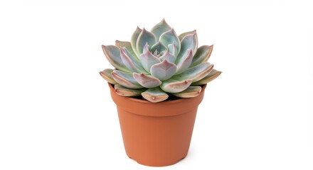 Fototapeta premium Succulent plant in terracotta pot