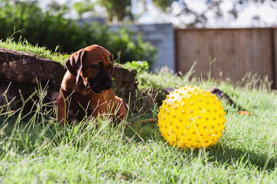 cute puppy looking at yellow ball