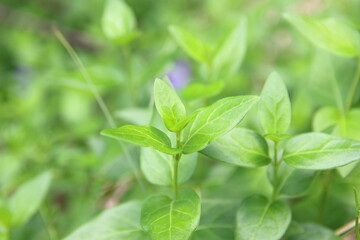 ツルニチニチソウの葉、緑色