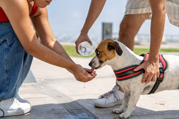 Couple giving water to their thirsty dog on a hot summer day