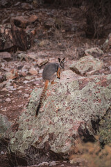 Yellow-footed rock wallaby in Ikara–Flinders Ranges National Park, South Australia