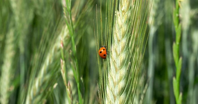 A Ladybug's Journey Through Golden Ears.
