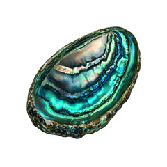 Vibrant iridescent abalone shell close-up on black background