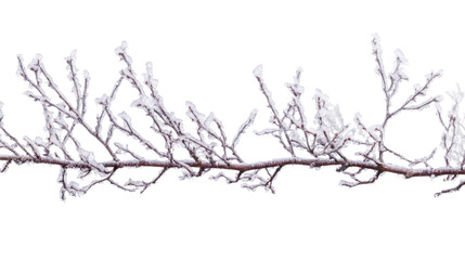 icy branches in nature of winter freeze on white background