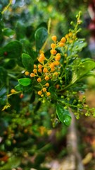 The image is a close-up shot focusing on a cluster of small, vibrant yellow flower buds or young flowers, likely belonging to the species Aglaia odorata, also known as Chinese perfume plant or mock li