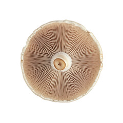 Close-up of a Mushroom Cap, Detailed Texture and Gills Visible