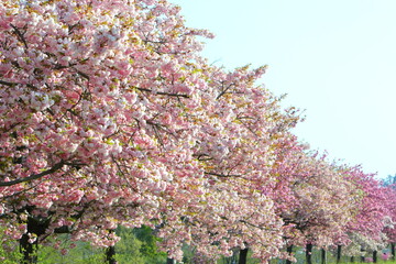 長野県飯田市 天龍峡八重桜街道の満開の八重桜
