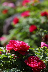 満開の赤い牡丹