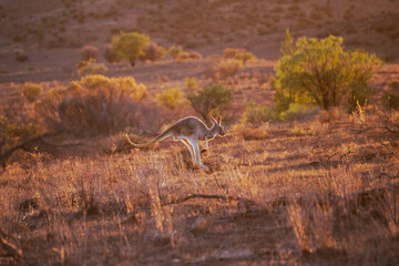 Kangaroo jumping in the outback bush in Australia