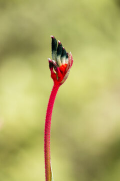 Black kangaroo paw flower up close with blurred background