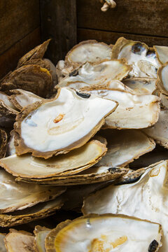 Crate of opened pearl oyster shells