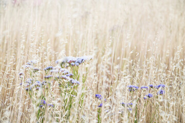 Purple flowers among dried grass flower heads with sun shining through
