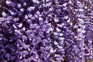 綺麗な藤の花