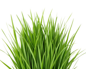 Fototapeta premium Closeup studio shot of vibrant green grass against a neutral background transparent 