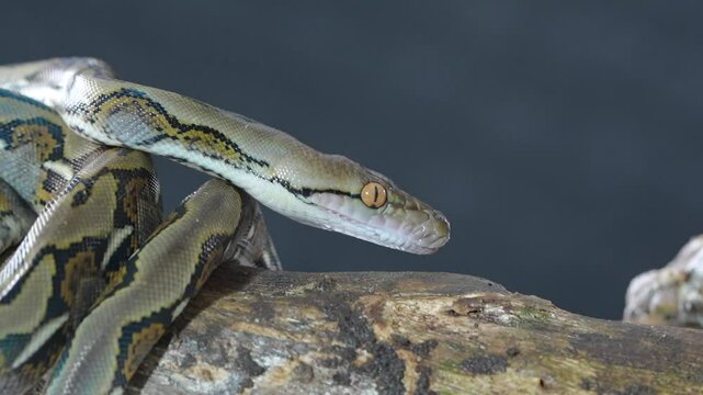 close up of a python