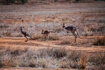 Fototapeta premium Three jumping kangaroos