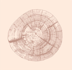 Monotone pink tan and nude botanical tree rings of end grain of wood slab. Growth rings art with texture and cracked surface.
