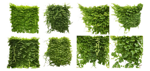 Various Green Leafy Textures for Natural Backgrounds and Designs, Isolated on Transparent, white background