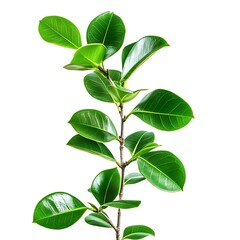 Fototapeta premium green leaves isolated on white