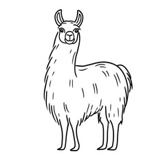 Fototapeta premium Llama standing with fluffy fur in a minimalist line drawing style Concept of travel 