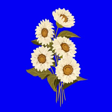 Sunflowers animation, transparent 4K video, green screen
