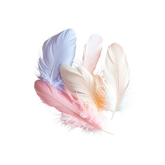 Obraz premium Soft pastel colored feathers on pink blue bird wing on transparent background