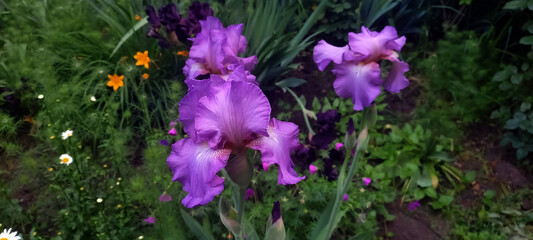 Horizontal image of blooming purple irises in a summer garden. Bright and vibrant flowers with green foliage in soft natural light.