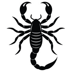 emperor scorpion pandinus imperator year old