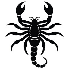 emperor scorpion pandinus imperator year old