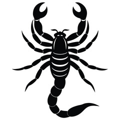 emperor scorpion pandinus imperator year old