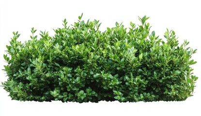 Obraz premium Dense Green Hedge with Lush Leaves Ideal for Landscaping and Garden Design Projects