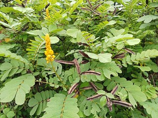 Senna alata or ketepeng flower plants 