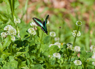 アオスジアゲハとシロツメクサ