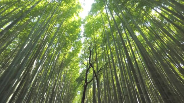 bamboo forest background