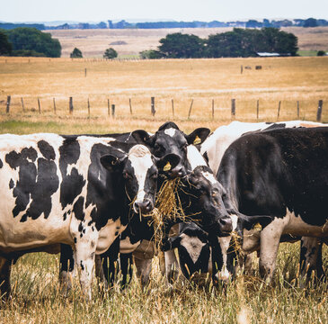 A herd of dairy cows happily munch on silage