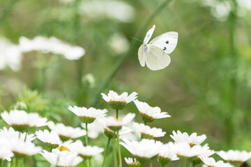 ノースポールの花と白い蝶