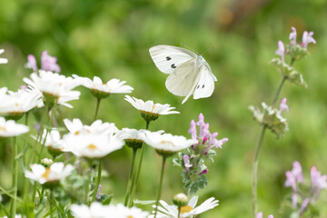 ノースポールの花と白い蝶