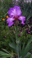 Vertical image of blooming purple irises in a summer garden. Bright and vibrant flowers with green foliage in soft natural light.