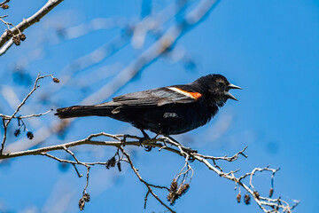 Red-winged blackbird