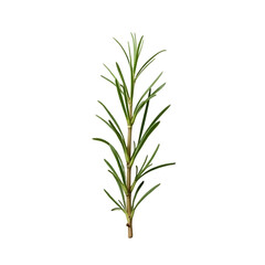 Fototapeta premium Highly Detailed Realistic Rosemary Sprig Against a Clean field, Revealing Delicate Textures and Vibrant Green Leaves
