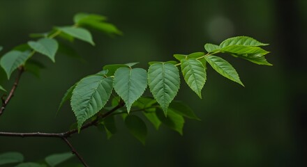 Green Leaves on a Branch Set Against a Soft Blurred Background