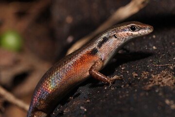 Closed-litter rainbow skink (Carlia longipes)