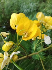 Senna flower are very beautiful and elegant 
