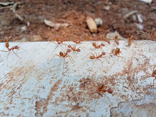 A swarm of weaver ants 