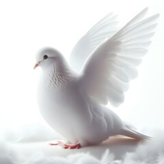 A beautiful dove isolated on white background 